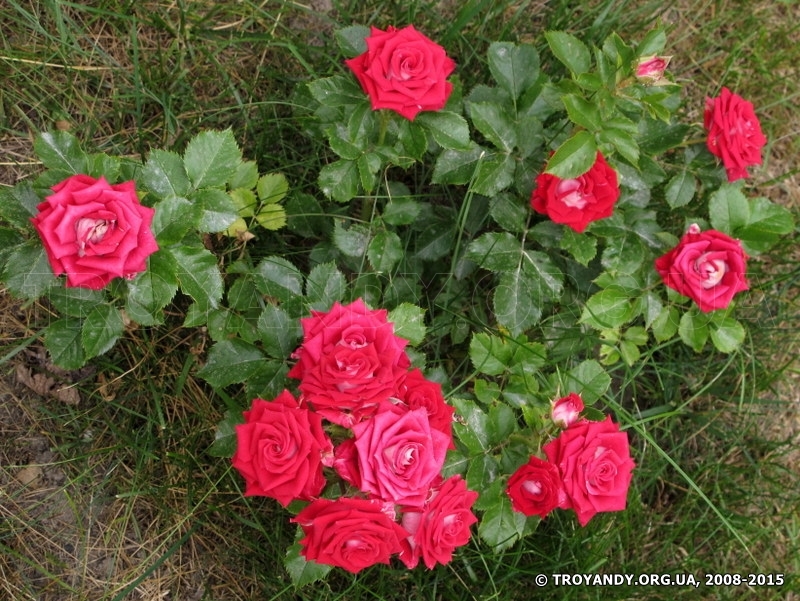 Ruby Star